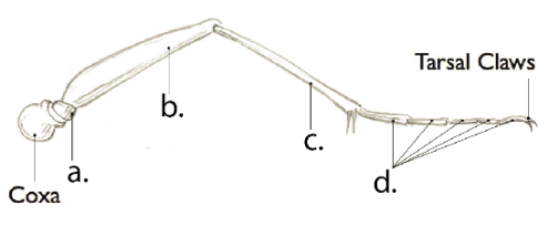 <p>Tarsal Segments </p>