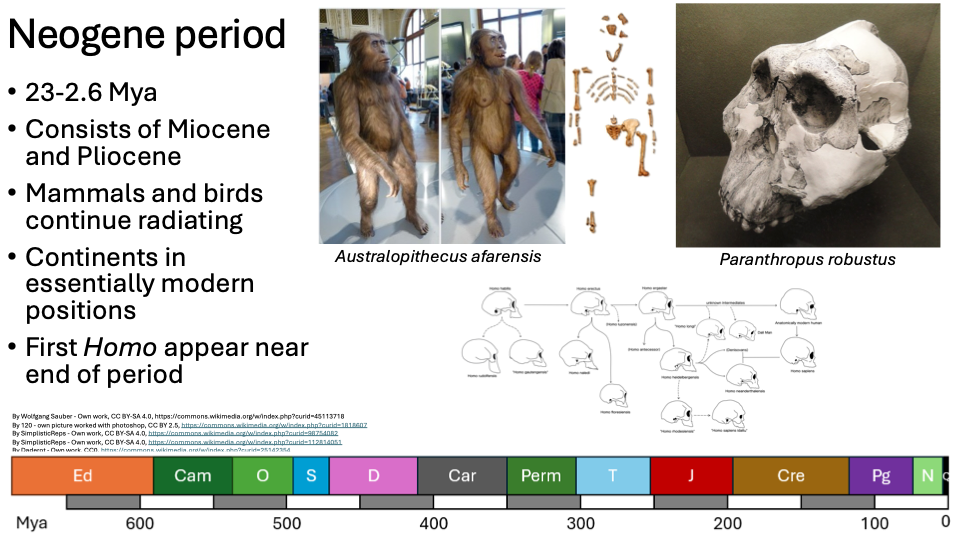 <ul><li><p><span>23-2.6 Mya</span></p></li><li><p><span>Consists of Miocene and Pliocene</span></p></li><li><p><span>Mammals and birds continue radiating</span></p></li><li><p><span>Continents in essentially modern positions</span></p></li><li><p><span>First <em>Homo</em> appear near end of period</span></p></li></ul><p></p>