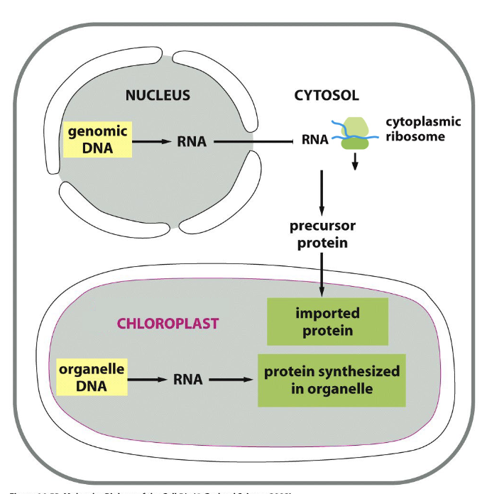 <ul><li><p>most prokaryotic genes were transferred → nucleus during evolution</p></li><li><p>2 <strong>separate</strong> systems to make functional chloroplast</p></li><li><p>~4500 genes → nuclear genome → transcribed in nucleus → translated by cytoplasmic ribosomes → <strong>imported</strong> in chloroplasts</p></li><li><p>~90 protein coding genes still maintained in chloroplasts → transcribed &amp; translated WITHIN organelle</p><ul><li><p>>300 chloroplast genomes sequenced</p></li><li><p>all contain ~45x rRNAs + tRNAs and ~90x protein-coding genes → encode proteins found in PSI, PSII, Cyto bf, ATP synthase, RuBisCO, proteins involved in gene transcription &amp; protein translation</p></li></ul></li></ul><p></p>
