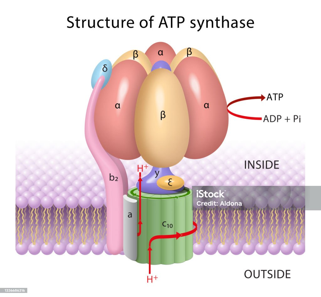 <p>ATP synthase is both an enzyme and an ion channel for protons found in the thylakoid membrane.</p><p>It is a large multiunit protein/ quaternary protein which has a rotating top - the tree looking thing.</p><p>On the rotating top molecules of ADP &amp; Pi can bind on, on opposite sections which can move closer together.</p>