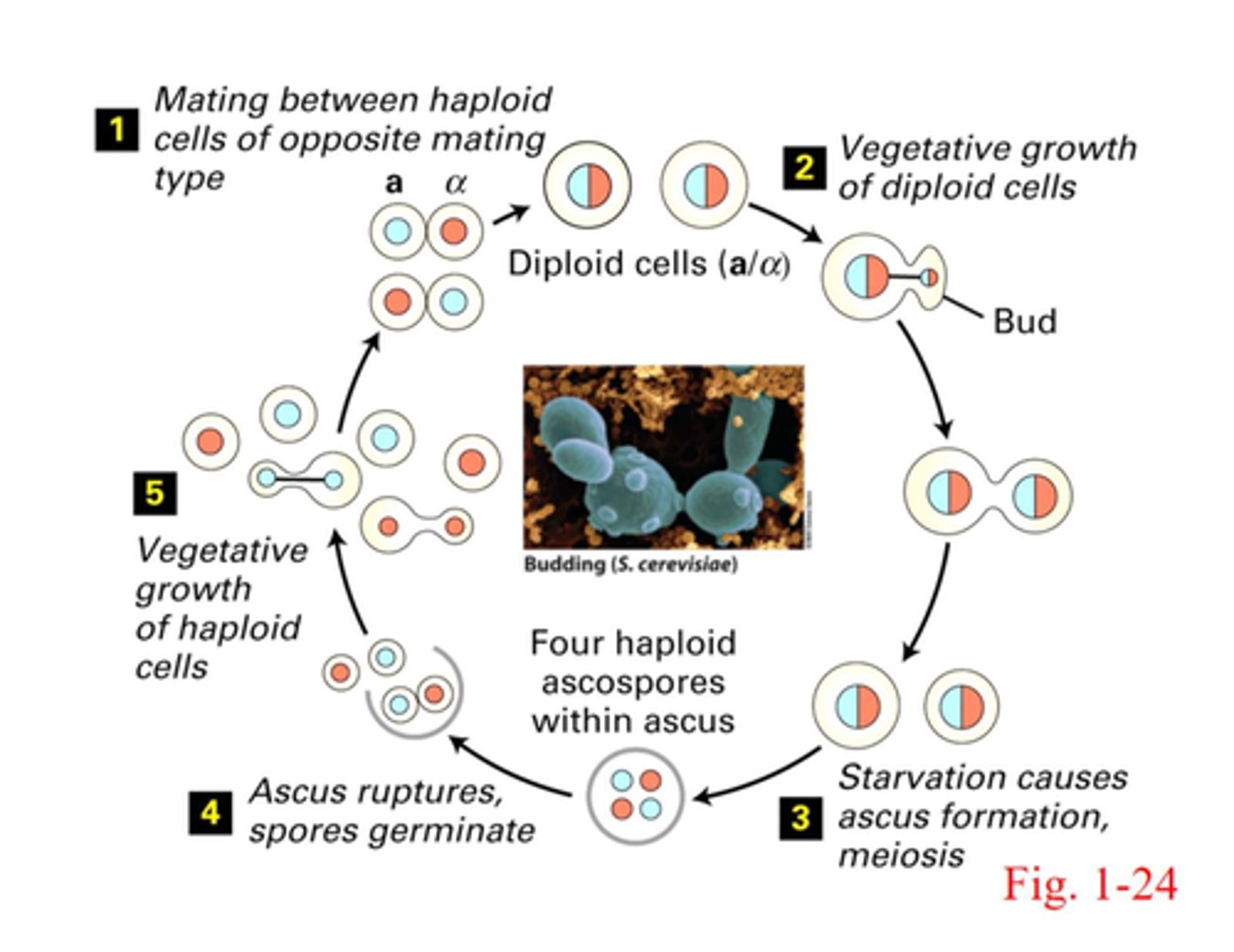 <p>- haploid: either A or alpha </p><p>- diploid: AA, A and alpha, alpha and alpha</p><p>- mating between two haploid cells off opposite mating type (A x alpha) creates vegetative growth of diploid cells </p><p>- starvation causes these diploid cells to undergo meiosis and form four haploid ascospores within an ascus </p><p>- these haploid cells from meiosis can then undergo mating to produce diploid cells again</p>
