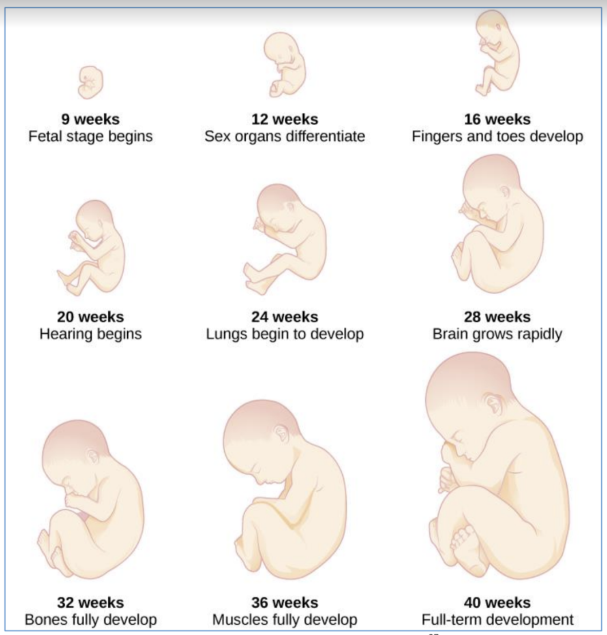 9th week until birth - organism is a fetus 