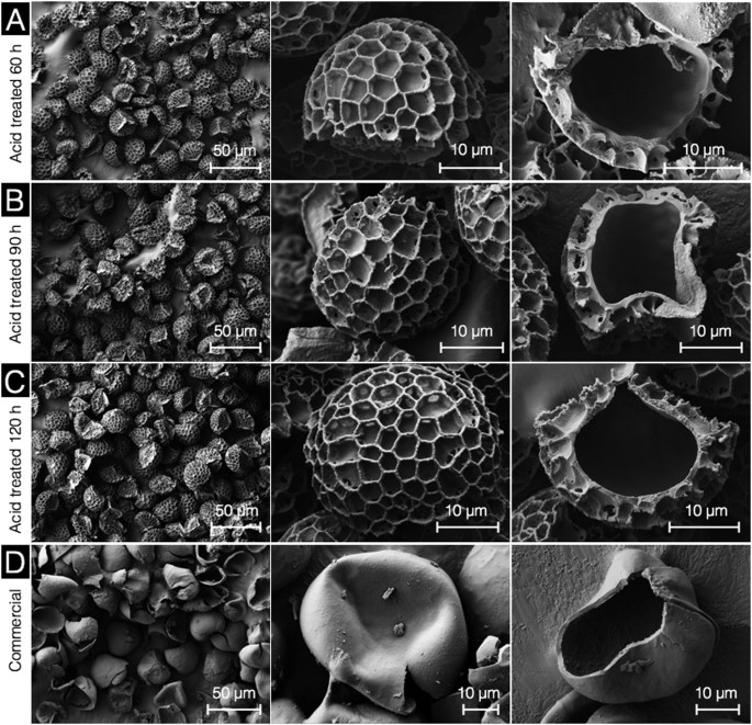 <ol><li><p><strong>Sporopollenin</strong>: Tough polymer surrounding the spores of seedless plants</p><ul><li><p>Long chains of organic molecules related to fatty acids &amp; carotenoids (causes yellow color)</p></li><li><p>Resistant to chemical &amp; biological degradation</p></li></ul></li><li><p><strong>Sporopollenin location</strong>: walls of pollen grains</p></li><li><p>Sporopollen also found in <strong>charophyte <em>Coleochaetes</em></strong> spores</p></li></ol><p></p>