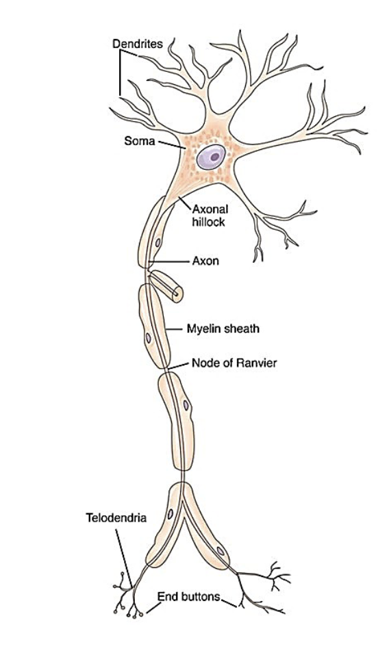 <p><span style="color: rgb(0, 0, 0);"><span>1. dendrite - receives information<br>via neurotransmitters (motor or<br>sensory signals) from synapse of<br>previous neuron<br>2. soma - the cell body - groups of<br>these form gray matter (also can<br>receive signals from synapses)<br>3. axon hillock - junction of the<br>axon and soma<br>4. axon - transmits information via<br>action potentials</span></span></p><p><span style="color: rgb(0, 0, 0);"><span>5.myelin sheath - fatty wrapping that<br>insulates the axon; speeds up neural<br>conduction - white matter<br>6. nodes of Ranvier - area between<br>myelin segments that allows increased<br>velocity of conduction<br>7. telodendria - ends of the axon<br>8. terminal boutons or end buttons -<br>contain synaptic vesicles which<br>release neurotransmitters for<br>information transfer to the next neuron</span></span></p><p></p>