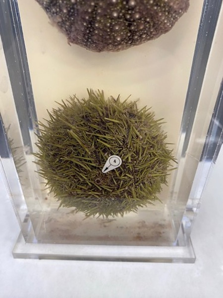 <p>What is the common name of this organism?</p>