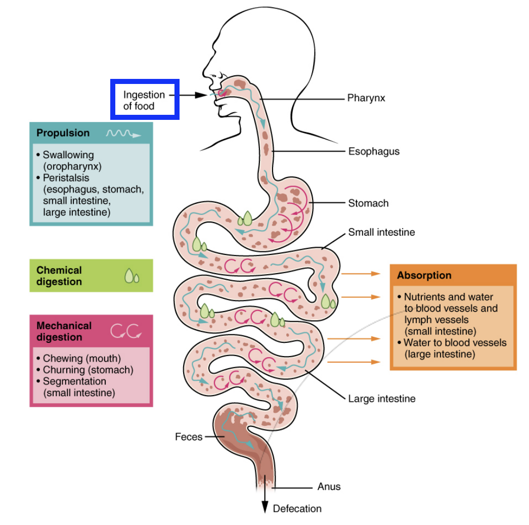 <p>Just entry of food into the mouth.</p>