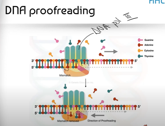 <p><span>DNA Proofreading is where DNA Polymerase III checks to see if any mismatches or mistakes were made between complementary base pairs.</span></p>