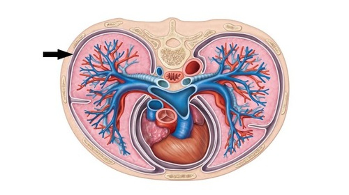 <p>lines the thoracic cavity</p>