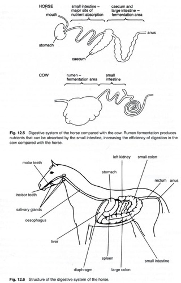 <p>The cecum houses microbes that produce cellulase to break down cellulose.</p>