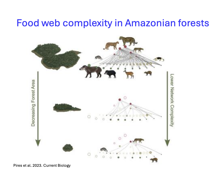 <p>Fod web complexity in Amazonian forests</p>