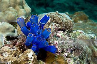 <p>Tunicates or Sea Squirts</p>