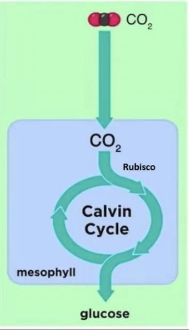 <ul><li><p>separation of initial CO2 fixation &amp; Calvin cycle: no separation</p></li><li><p>stomata open: day</p></li><li><p>best adapted to: cool, wet environments</p></li></ul><p></p>