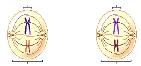 <p>metaphase II</p>