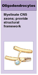 <p>1) myelinates CNS axons</p><p>2) provide structural framework</p>