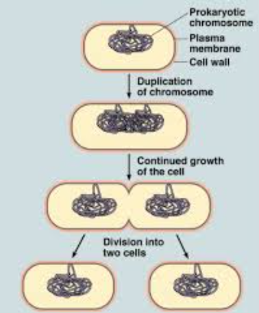 <p>Binary fission in prokaryotes involves:</p><p>1. <strong>Duplication of chromosome</strong> – The nucleoid (DNA) is replicated.</p><p>2. <strong>Duplication of other cellular components</strong> – Ribosomes, plasmids (if present), and cell membrane/wall are copied.</p><p>3. <strong>Cell growth</strong> – The cell doubles in size.</p><p>4. <strong>Cell division</strong> – The cell splits into two identical daughter cells. <span data-name="rocket" data-type="emoji">🚀</span></p><p><strong>Key Points: ALL HAVE A CELL WALL, exponential increase, asexual reproduction (comes from parent, genetically identical).</strong></p>