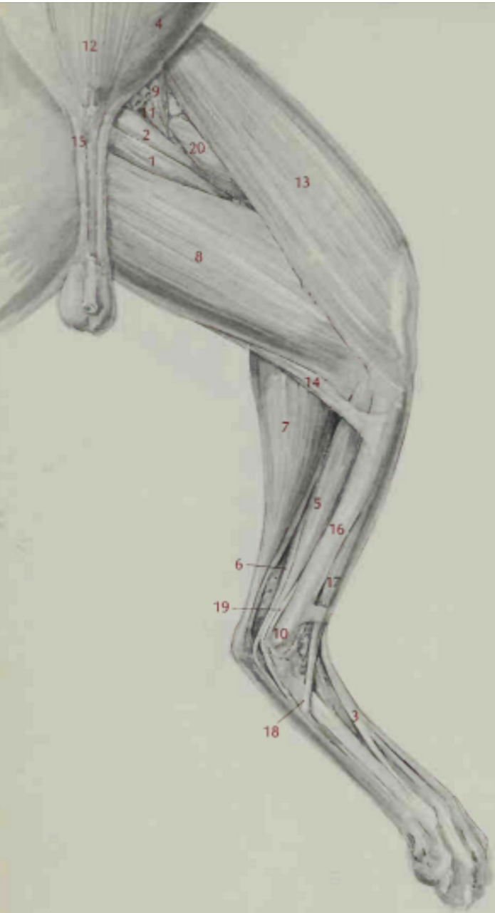 <p>Adductor longus</p>