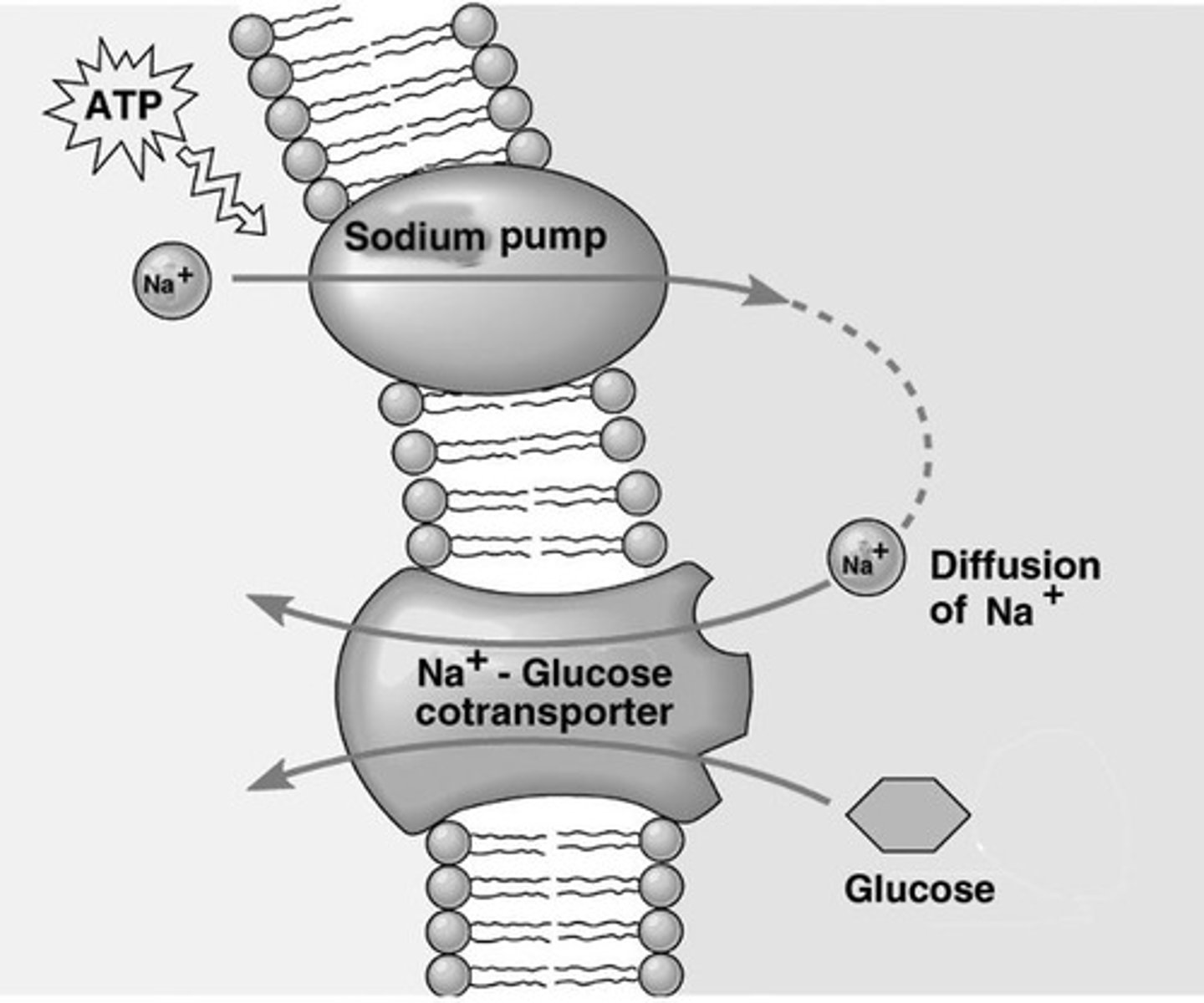 <p>Energy release from ATP breakdown for transport.</p>