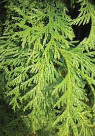 <p>northern white-cedar, Thuja occidentalis, Cupressaceae</p>