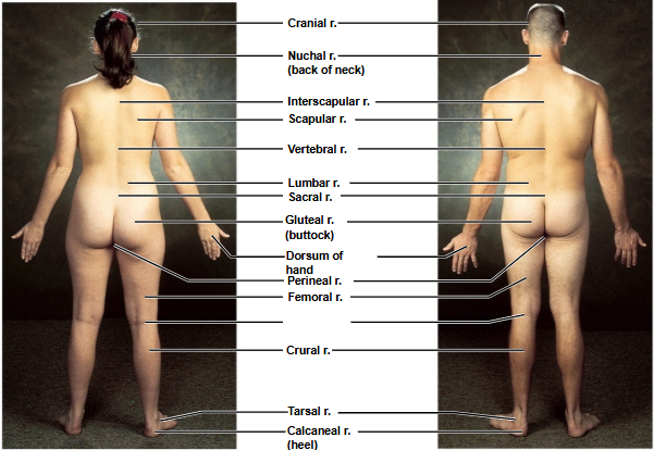 <p>Based on this posterior view, what is this region?</p>
