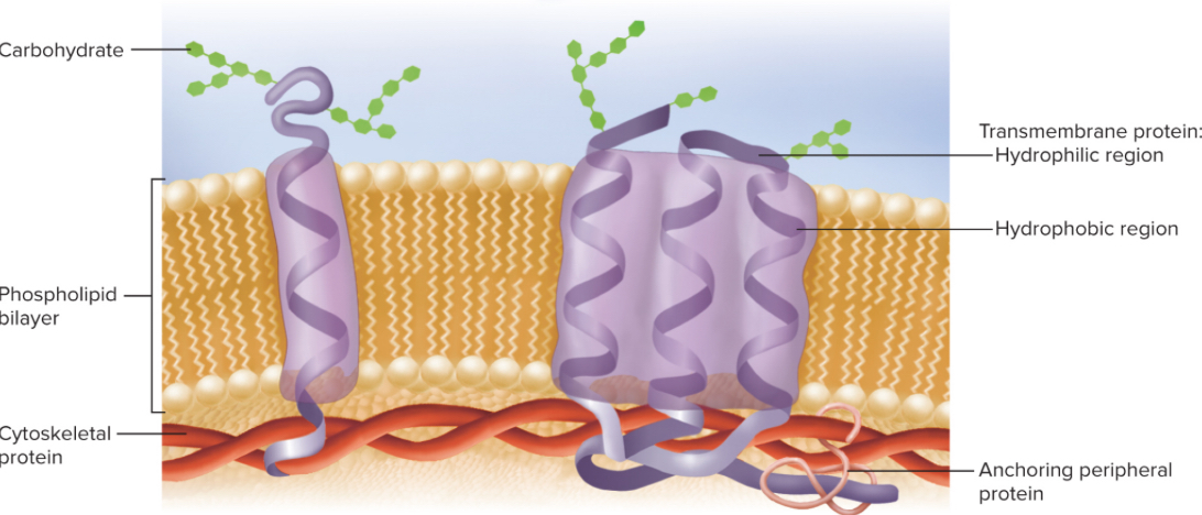 <p>Pass completely though the membrane protruding from both sides; has a hydrophilic region in contact with the cytoplasm/extracellular fluid and a hydrophobic region passing through the lipid; anchored to the cytoskeleton; most are glycoproteins (conjugated with oligosaccharides on the extracellular face of membrane)</p>