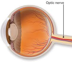 <p><strong>Optic Nerve </strong></p>