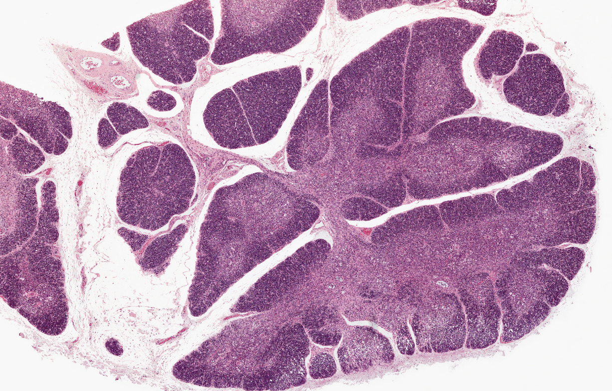<p>histology, purple dots, cells</p>