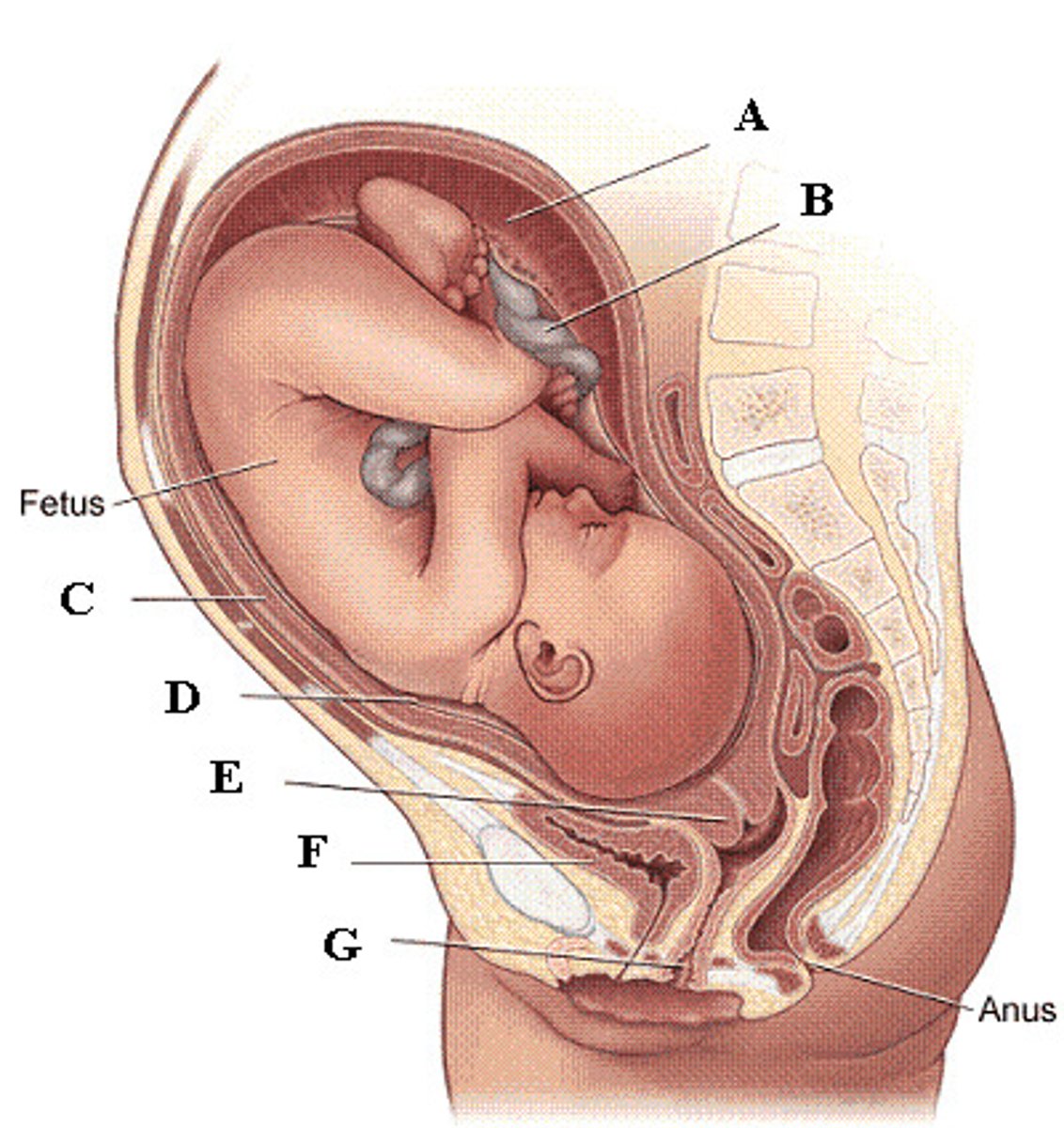 <p>Why do pregnant women urinate with greater frequency?</p>