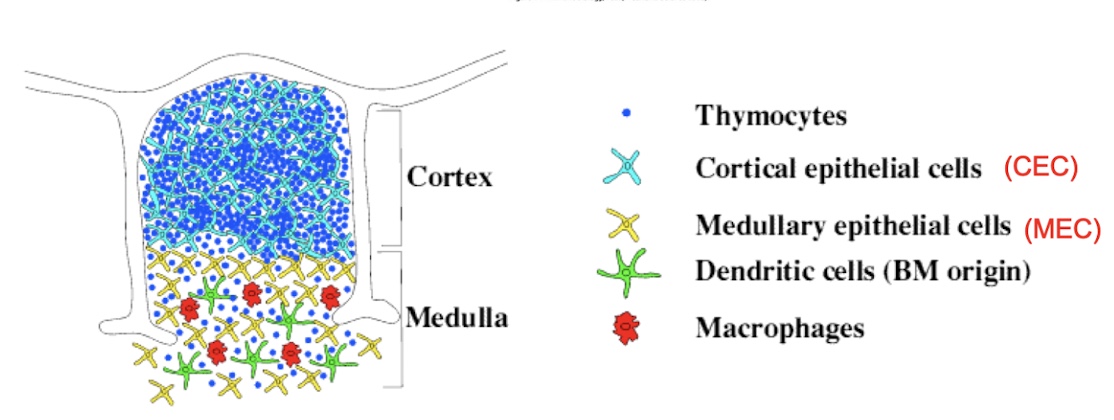 <p>negative and positive selection </p>