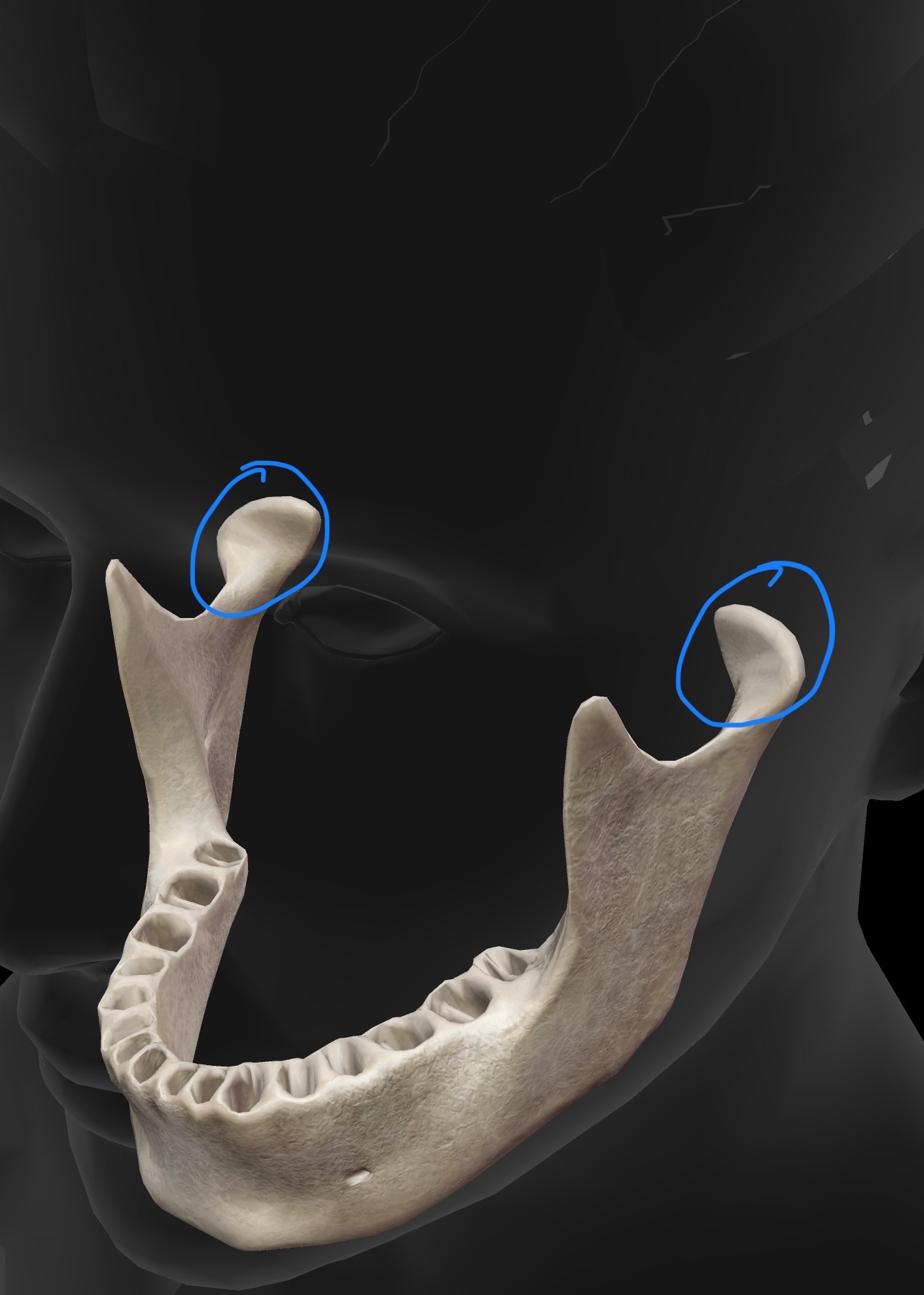 <p>What is the name for this bone and bone landmark, what does the landmark do?</p>