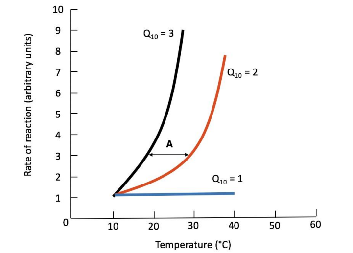 <p>Define what a Q10 value is and explain the basic temperature response curve for reactions.</p>