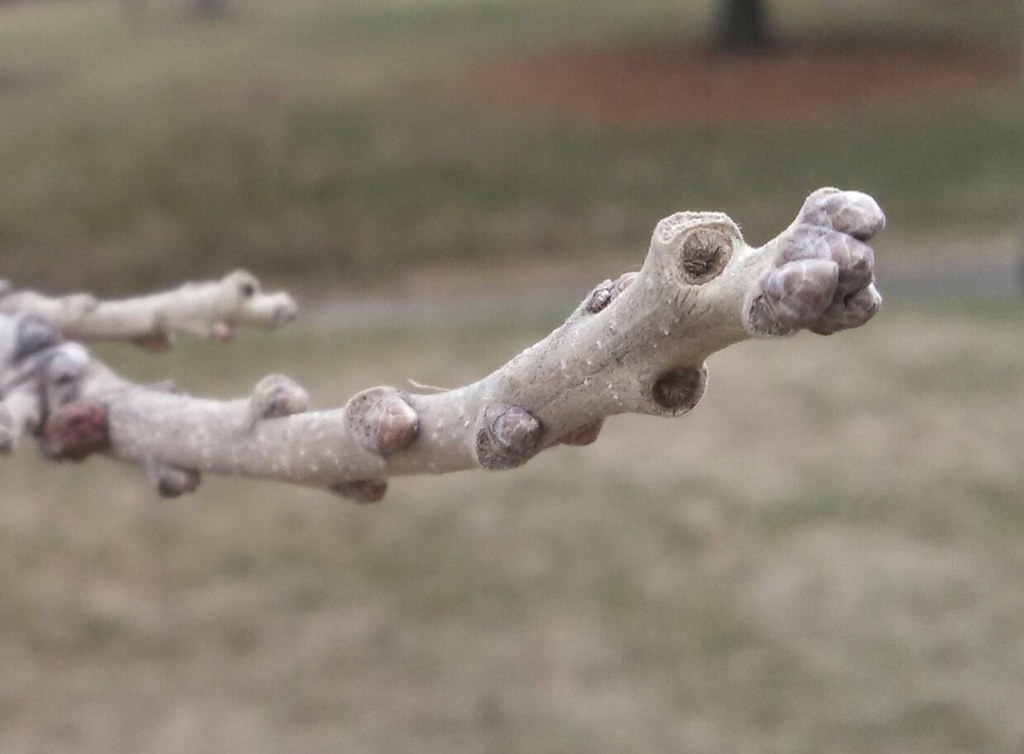 <ul><li><p>shade intol, dry uplands / moist bottomlands, prairies</p></li><li><p>leaves: entire margins, deeply sinused (snatched waist)</p></li><li><p>bark: deeply furrowed, grey / brn</p></li><li><p>buds: blunt, hairs on terminal</p></li><li><p>twigs: corky wings</p></li><li><p>repro: largest acorn, fringy cap covers almost all</p></li></ul>