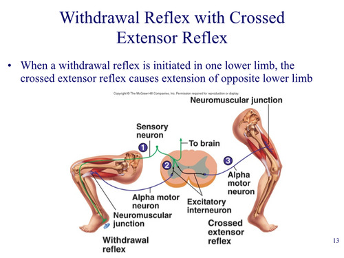when a withdrawal reflex is initiated in one lower limb, the crossed extensor reflex causes extension of opposite lower limb