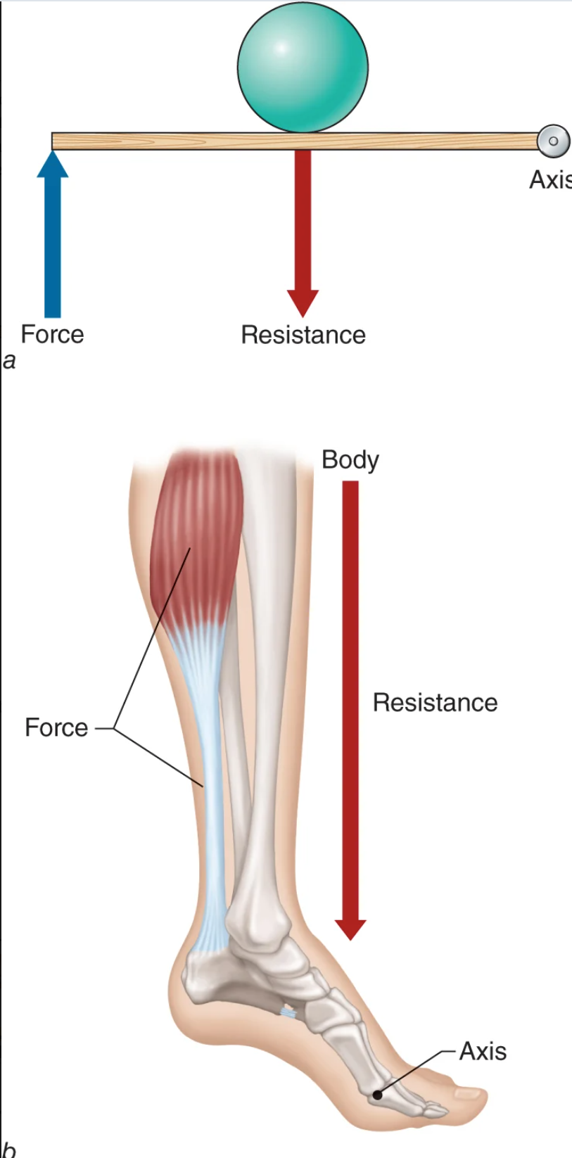 <p>class two lever</p>
