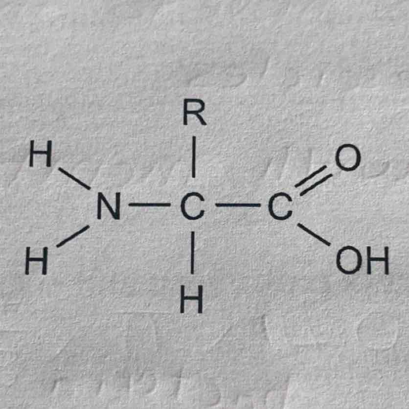 <p>R group in amino acid </p>