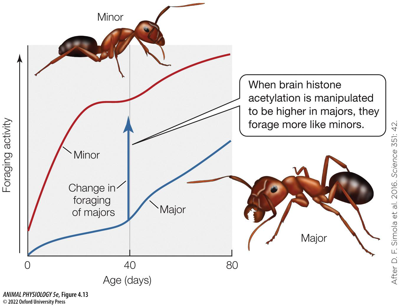 <p>•Ant workers are all female &amp; genetically very similar</p><p>•How does behavioral division of labor arise?</p><p>•Hypothesized mechanism: histone modification</p><p>•Other studies: DNA methylation may regulate physical form</p>