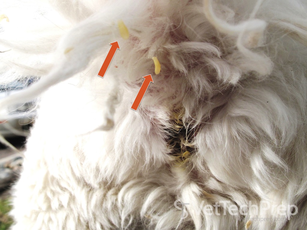 <p>what parasite is this?</p>