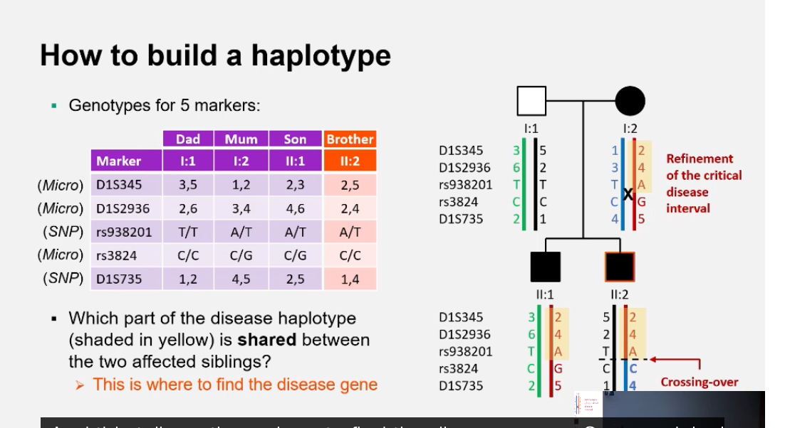 <ol><li><p>List genotypes for each marker in family members.</p></li></ol><ol start="2"><li><p class="p1">Deduce which allele each parent passed to each child.</p></li><li><p class="p1">Identify recombination points.</p></li><li><p class="p1">Visualise paternal and maternal haplotypes across loci.</p></li></ol><p class="p1"></p><p class="p1">Microsatellite marker = one locus with variable repeat length.</p><p>• Each parent has two alleles at that marker (one per chromosome).</p><p>• Across multiple markers, each chromosome has a specific combination of alleles.</p><p>• That combination = haplotype.</p><p>• In pedigrees:</p><p>• affected individuals share the same haplotype,</p><p>• unaffected individuals do not.</p><p>• Therefore:</p><p>• the disease gene must be located on that haplotype, between specific markers.</p><p>In linkage analysis, a haplotype represents the ordered combination of marker alleles present on a single parental chromosome, and it is built by determining genotypes of multiple marker loci and assigning alleles to maternal or paternal chromosomes across a pedigree; the disease gene itself is not part of the haplotype definition but is inferred to lie on the haplotype that consistently co-segregates with disease.</p><p></p><p>Assign alleles to maternal and paternal chromosomes</p><p>• Start with the genotypes at each marker for:</p><p>• dad,</p><p>• mum,</p><p>• child(ren).</p><p></p><p>Remember:</p><p>• each person has two alleles per marker,</p><p>• one allele on each homologous chromosome.</p><p></p><p>For each marker locus:</p><p>• the child must inherit one allele from mum and one from dad.</p><p></p><p>• Compare the child’s alleles with the parents’:</p><p>• if the child has an allele only present in dad → that allele came from dad,</p><p>• if the child has an allele only present in mum → that allele came from mum.</p><p></p><p>Assign those alleles to:</p><p>• the paternal chromosome,</p><p>• the maternal chromosome.</p><p></p><p>Repeat this process marker by marker along the chromosome.</p><p>• Once alleles are assigned across markers:</p><p>• the ordered alleles on one chromosome form one haplotype,</p><p>• the ordered alleles on the other chromosome form the second haplotype.</p><p>• If the inherited parental haplotype switches between adjacent markers:</p><p>• this indicates a recombination (crossover) event.</p><p>The chromosome number identifies which chromosome a gene or marker is located on, while the locus describes its specific position along that chromosome, which determines linkage and haplotype structure.</p><p class="p1"></p><p class="p1">Critical disease interval:</p><p class="p1">The shared region of the chromosome (shared haplotype) inherited by all affected individuals but not by unaffected ones — narrowing down where the disease gene lies.</p><p>This interval contains the causal gene and guides further sequencing.</p>