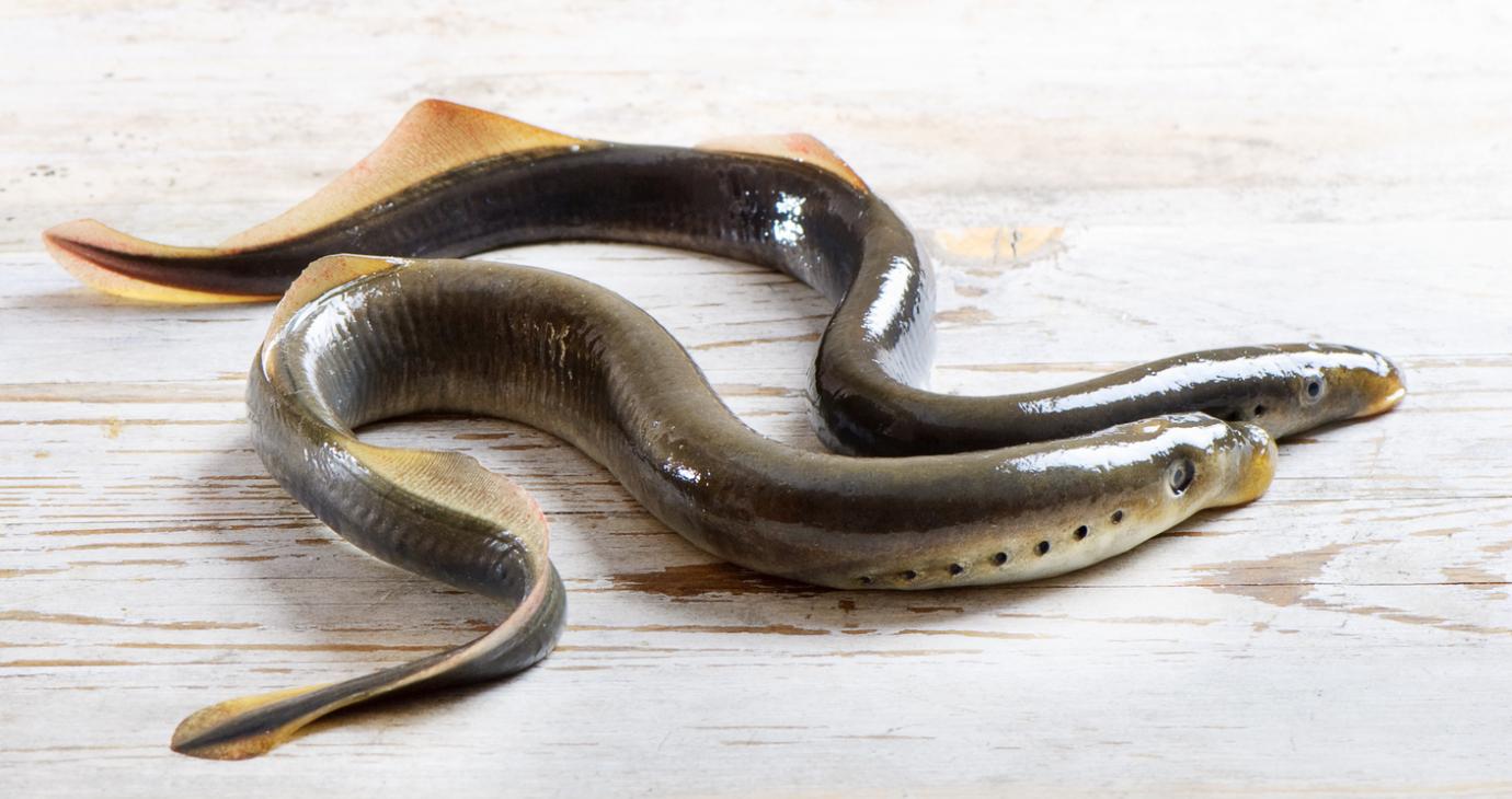 <p>lamprey</p>