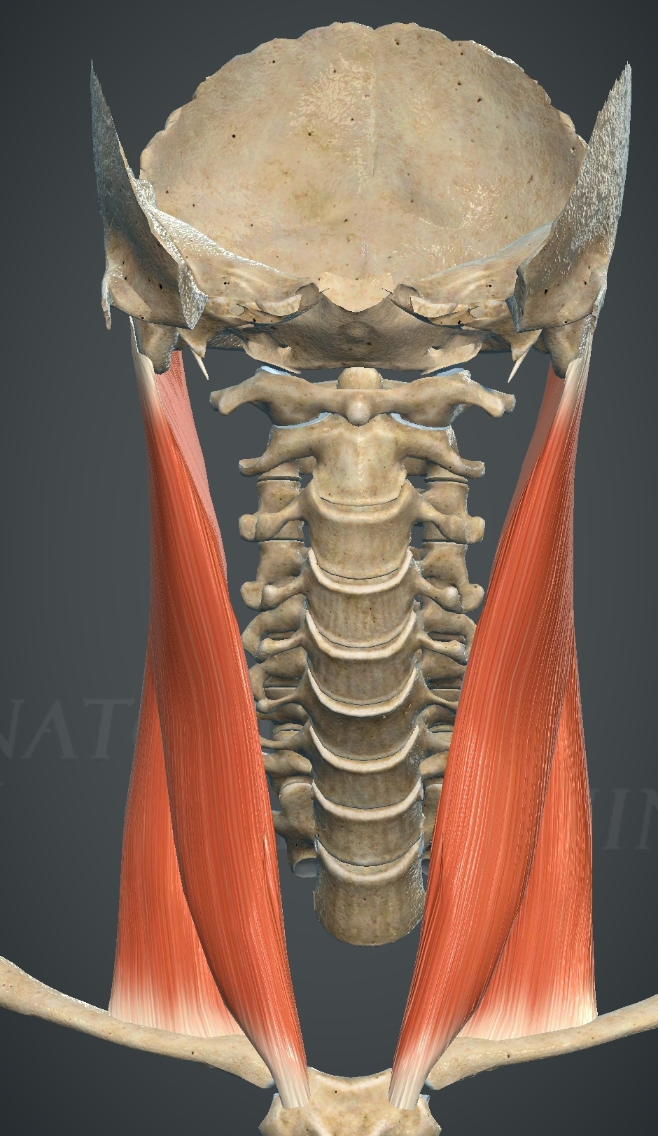 <p>What muscle is this?</p>