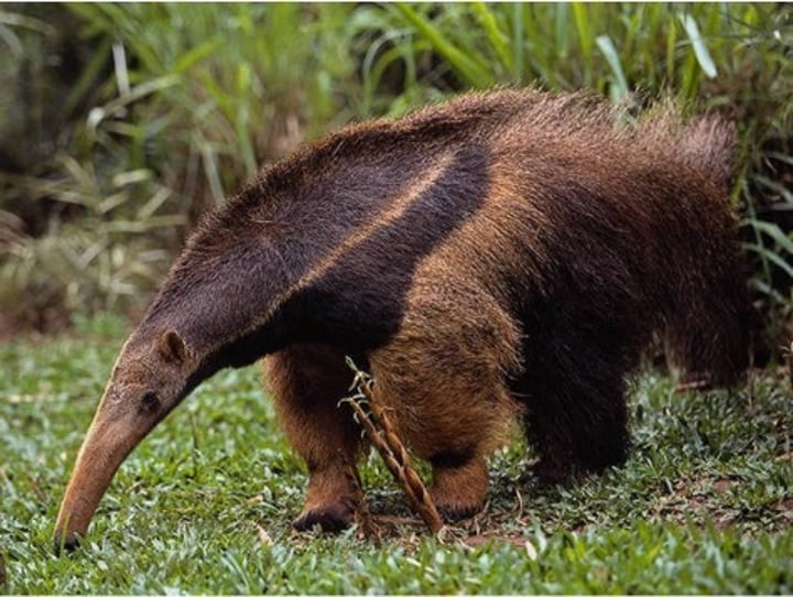<p>anteater</p>