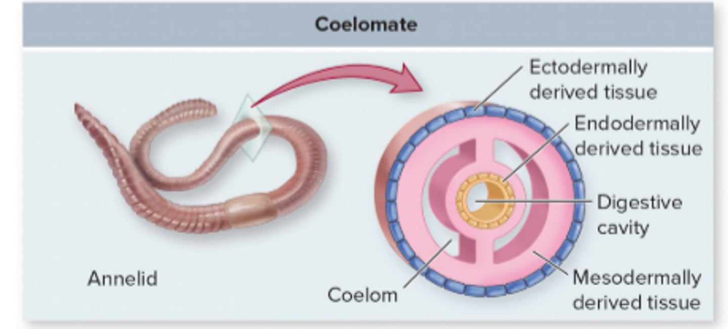 <p>- ectoderm</p><p>- endoderm</p><p>- mesoderm</p><p>- coelom</p>