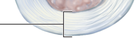 <p>Label</p>
