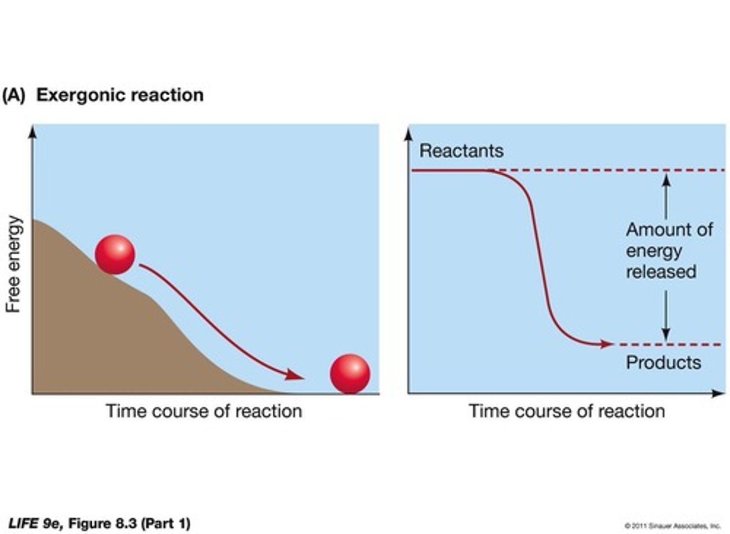<p>A reaction that releases free energy (-ΔG) and decreases complexity.</p>