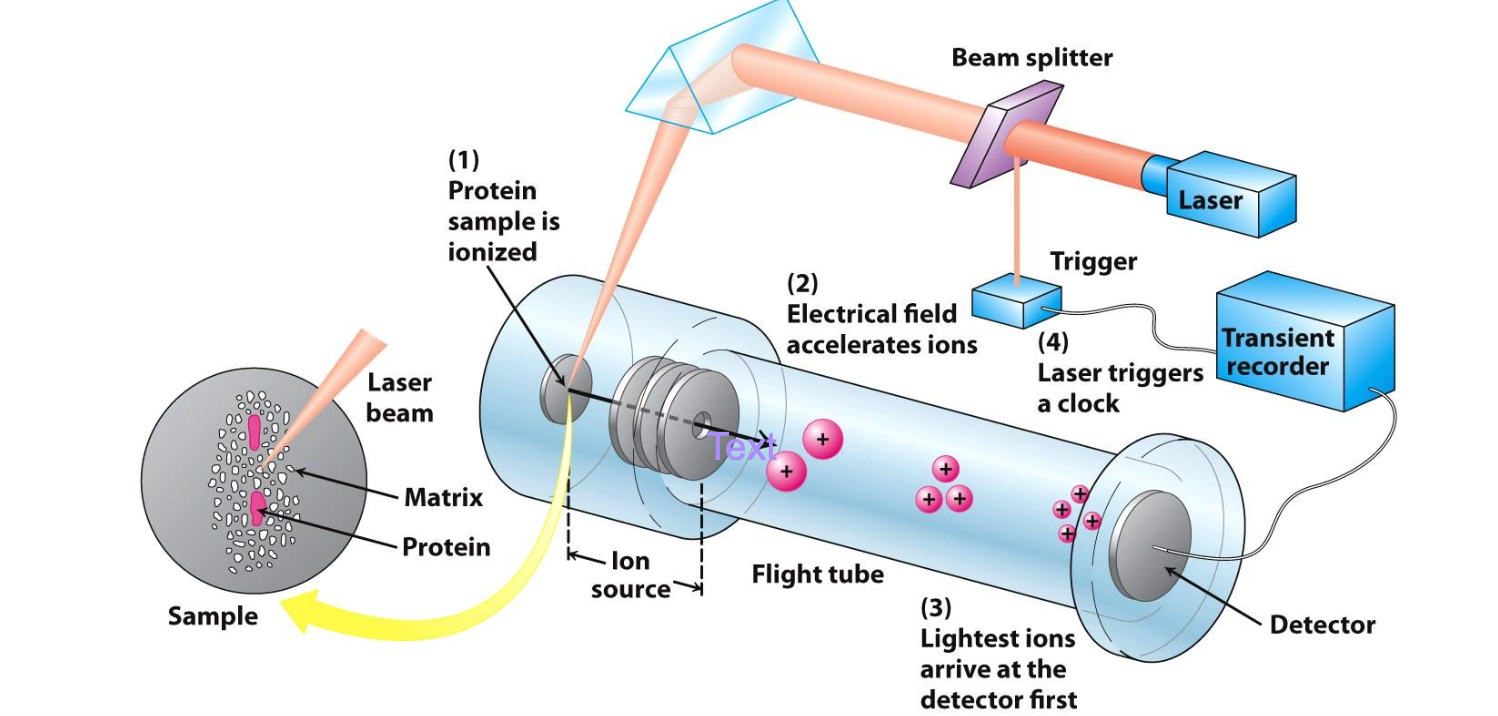 <p>MALDI-TOF or Matrix Assisted Laser Desorption Ionization-Time Of Flight</p><p>✦ Protein of interest converted to gaseous charged ions in presence of matrix that prevents degradation. Electrostatic potentials are applied to measure <em>mass/charge</em> ratio</p><p>✦ Mass determined by time taken to pass thru chamber</p>