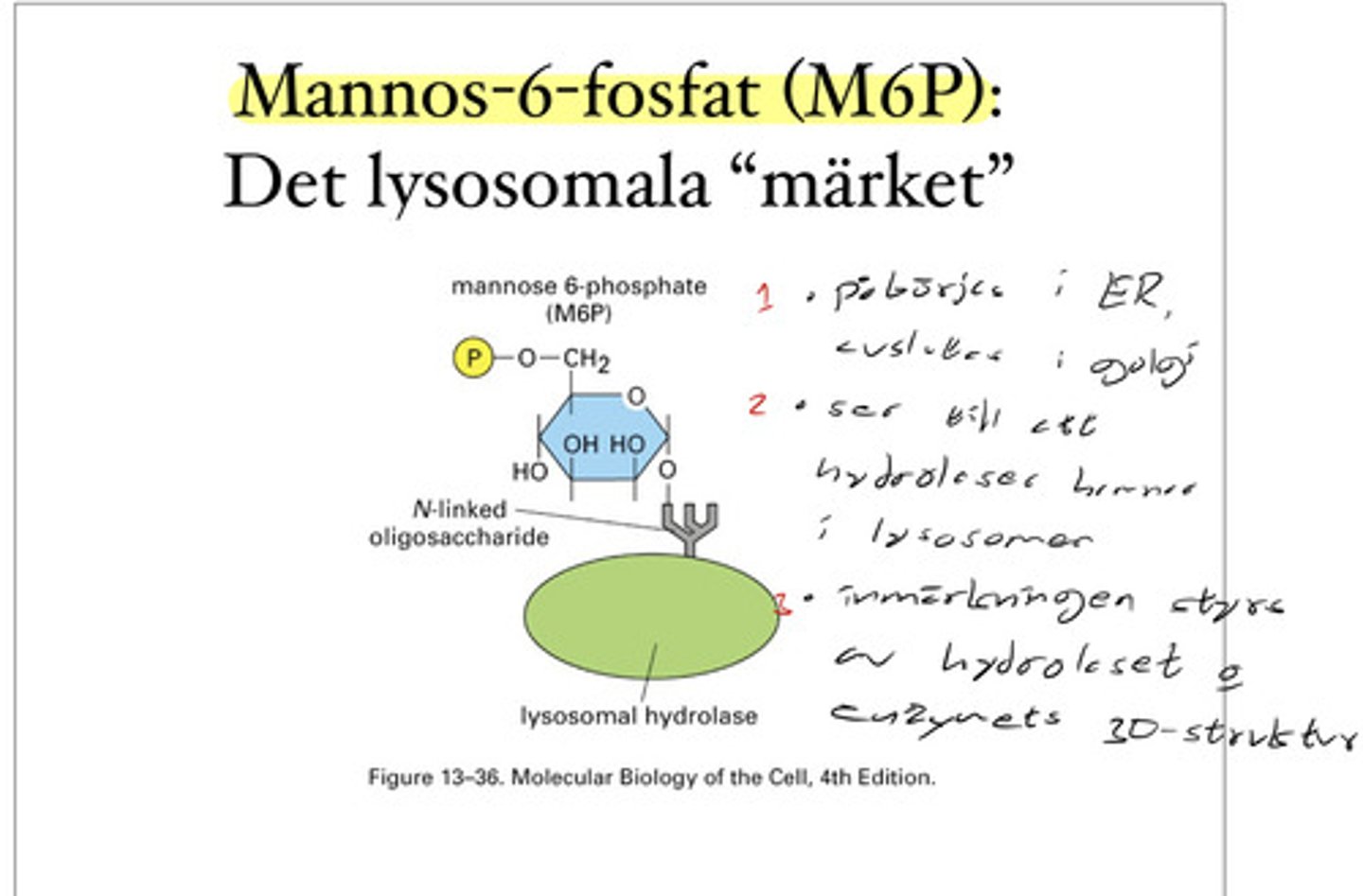 <p>Enzymer som ska till lysosomen får en "adresslapp" i form av en sockermolekyl, mannos-6-fosfat</p>