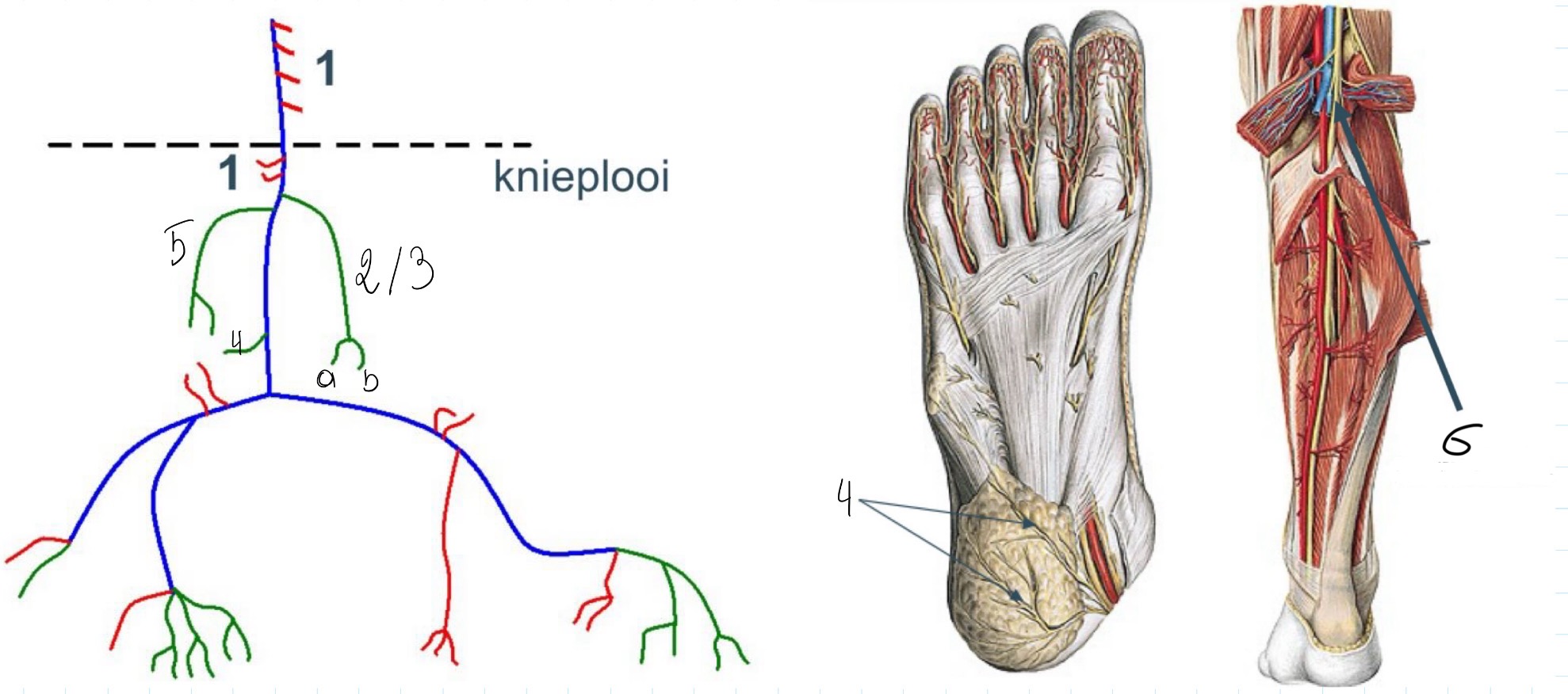 <p>Benoem de zijtakken van tibialis</p>