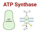 <p>ATP synthase </p>