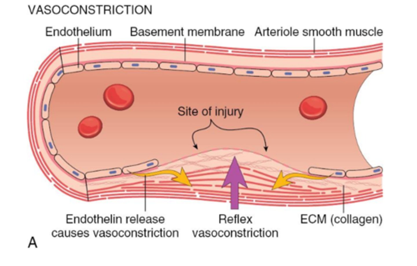<p>there's some much clearer diagrams on slide 6-9 of these notes on the steps of clot forming that you should look at. But her ppt doesnt have notes and I don't really know how to turn this into a quizlet I'm sorry.</p>