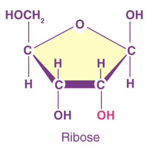 <p>pentose sugar (OH chemical group); RNA</p>