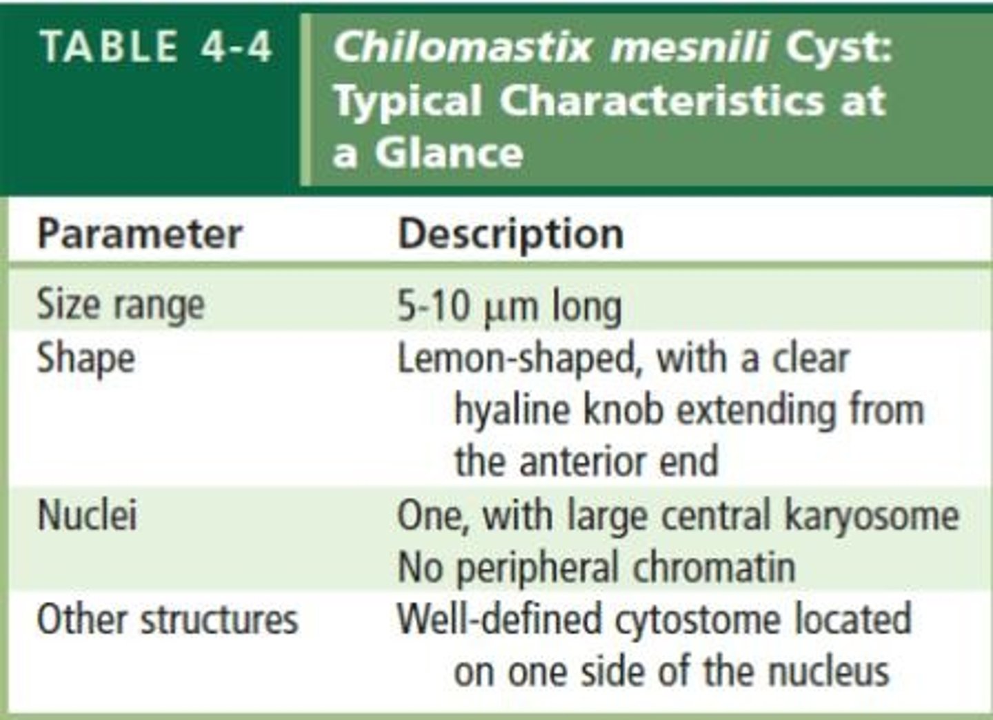 <p>A mature cyst with 4 nuclei.</p>